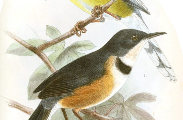 Black-collared Apalis