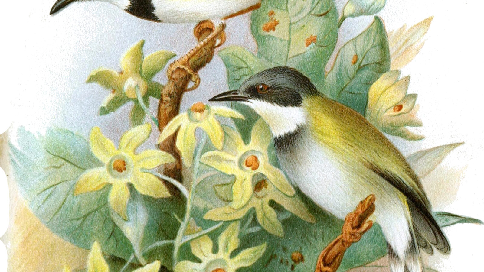 Black-capped Apalis