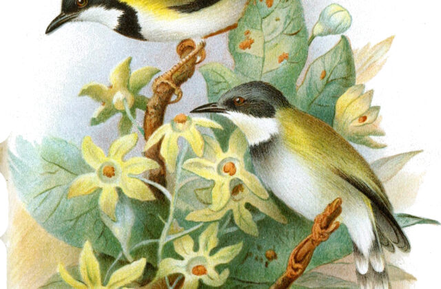 Black-capped Apalis