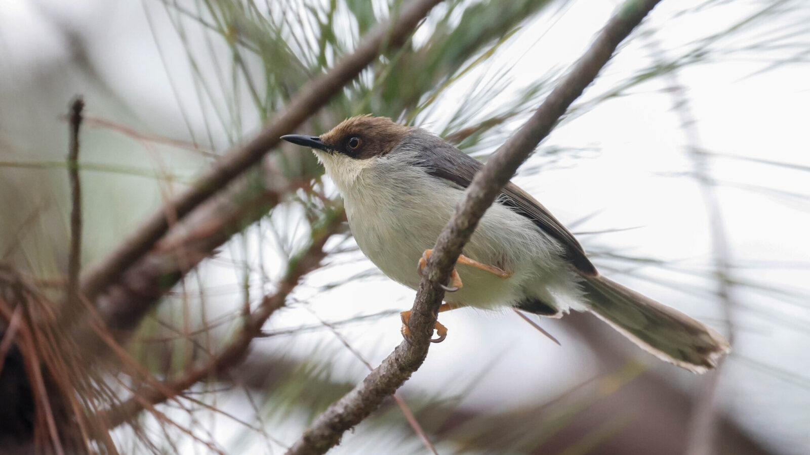 Brown-headed Apalis