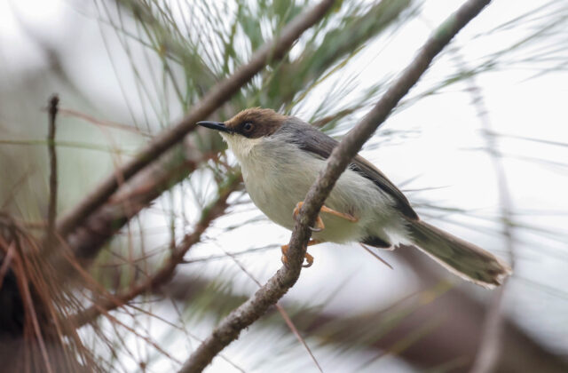 Brown-headed Apalis