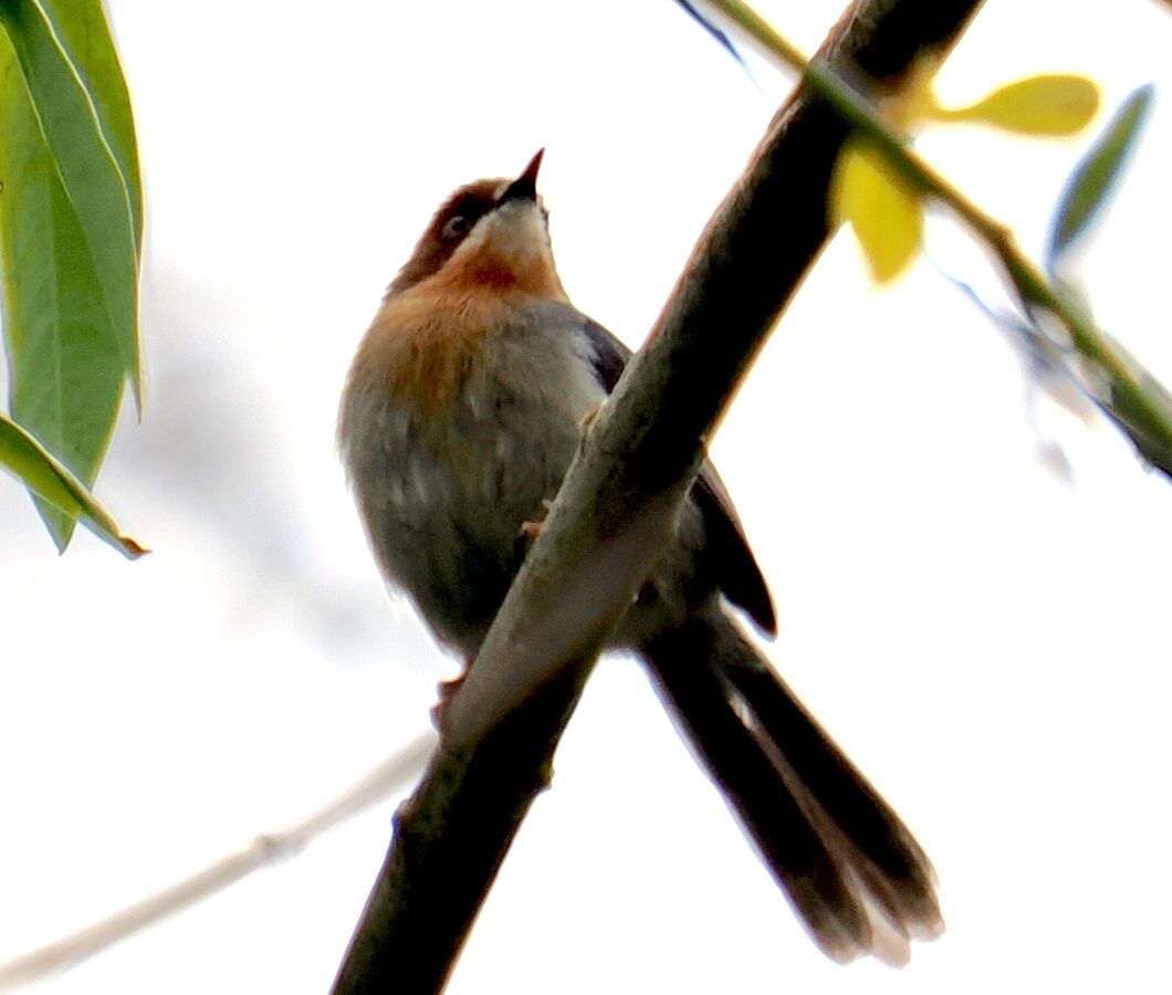 Chapin’s Apalis