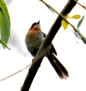 Chapin’s Apalis