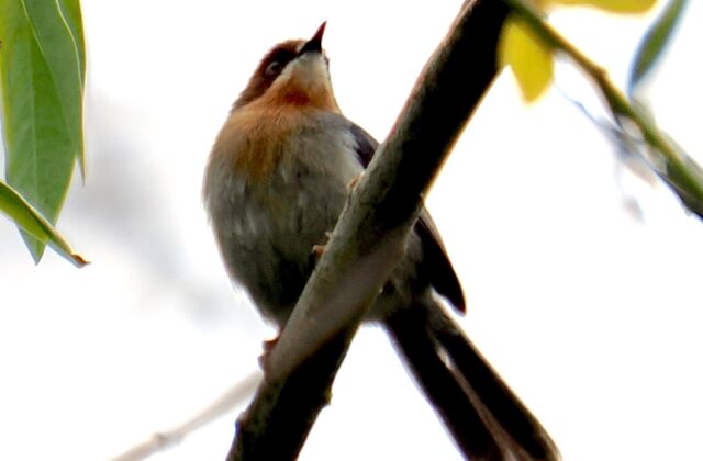 Chapin’s Apalis
