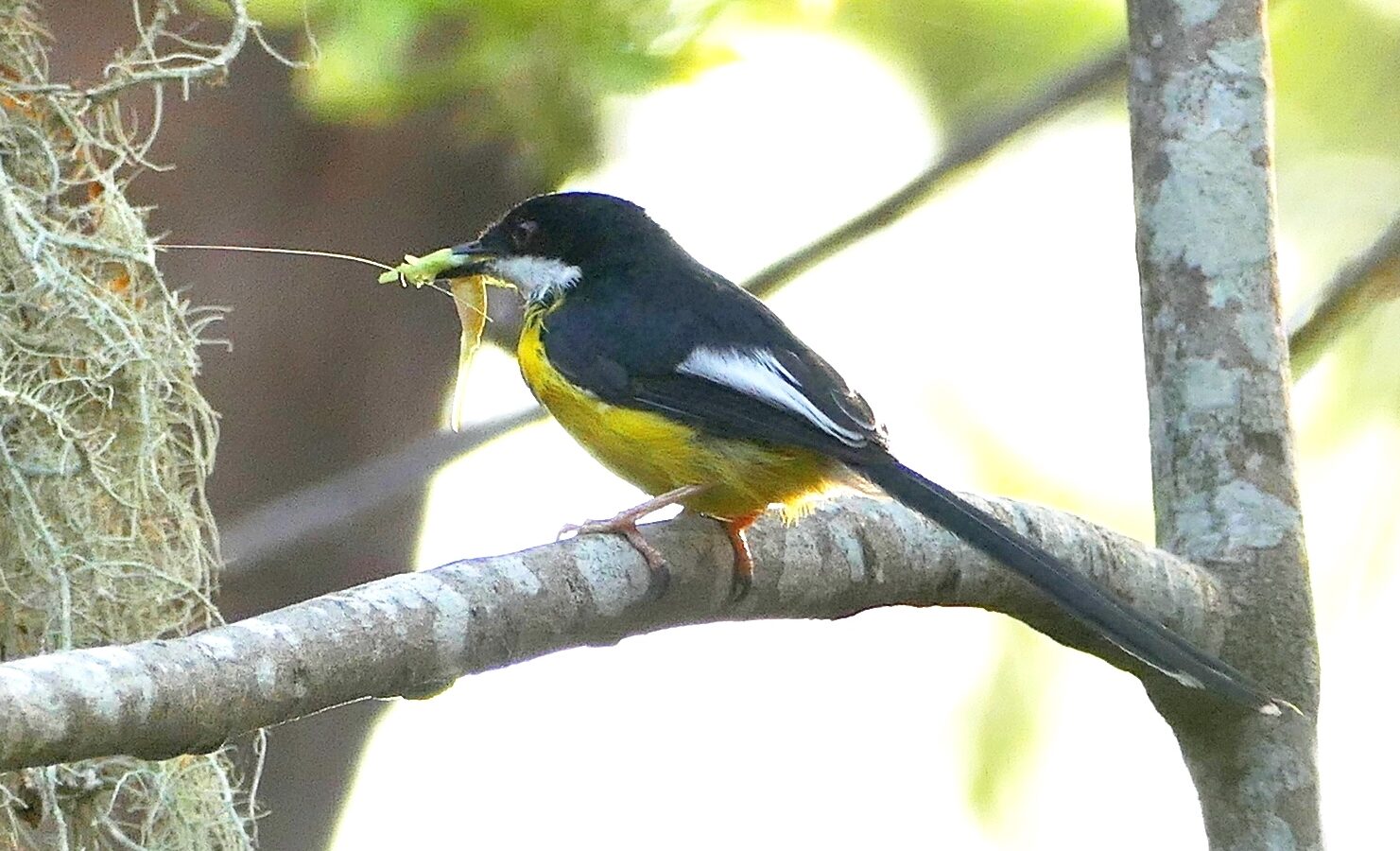 White-winged Apalis
