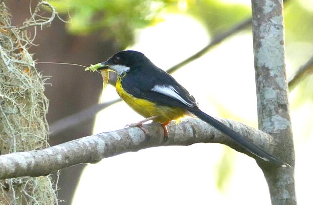 White-winged Apalis