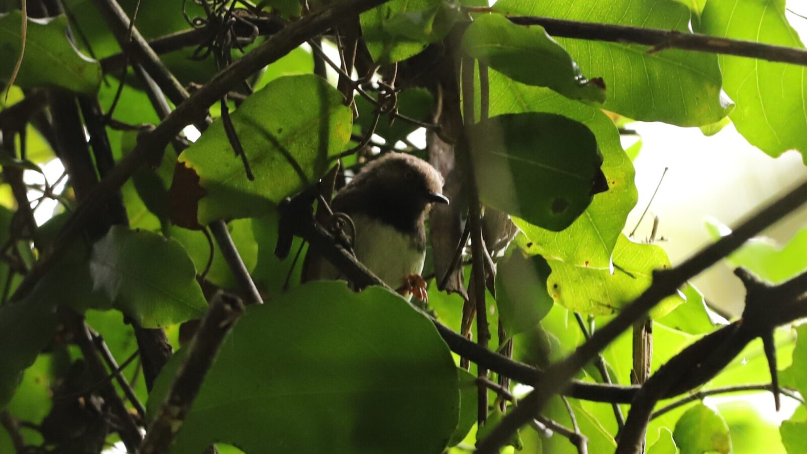 Taita Apalis