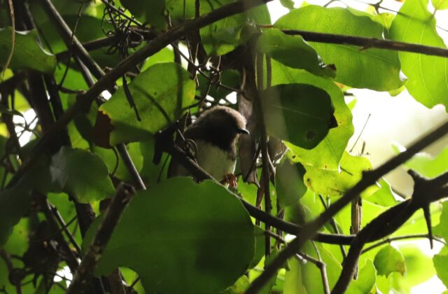 Taita Apalis