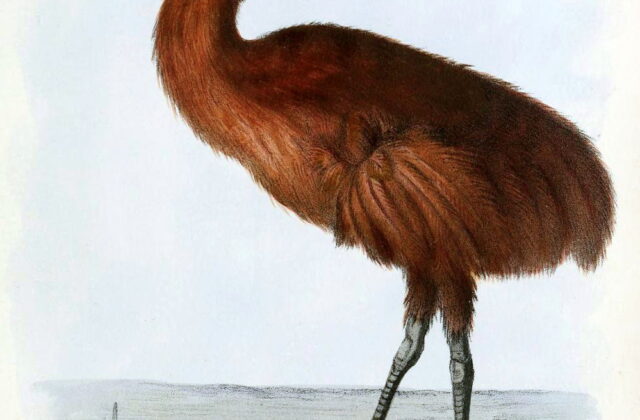 Red Rail