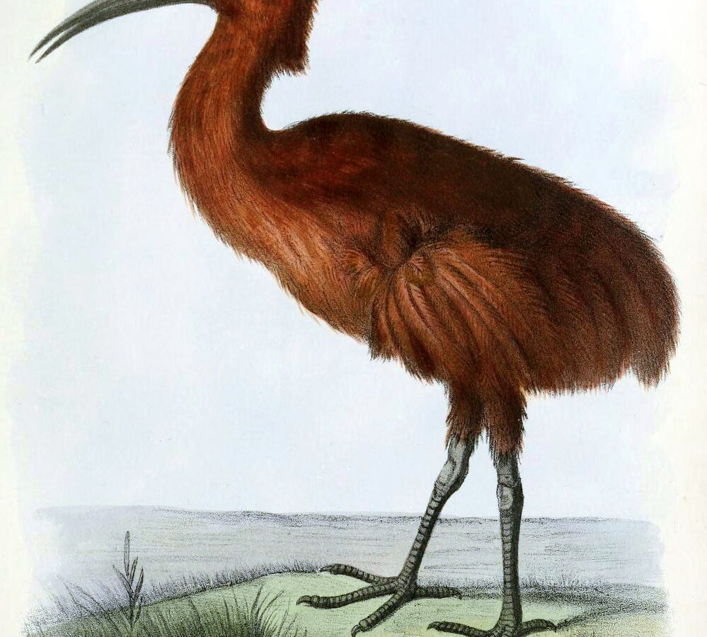 Red Rail