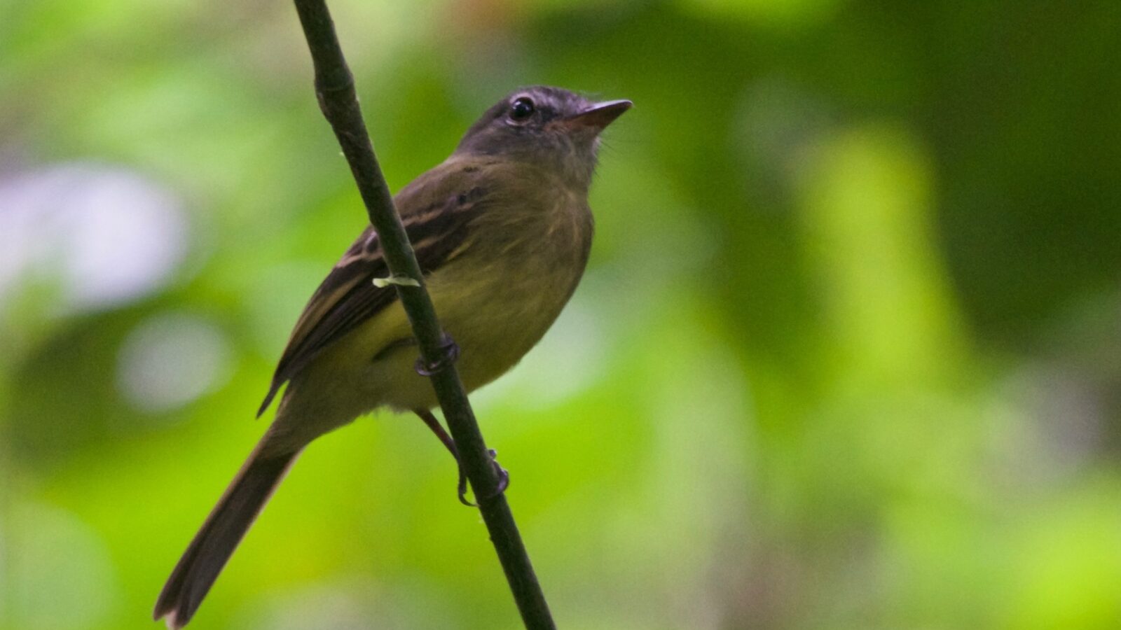 Black-billed Flycatcher