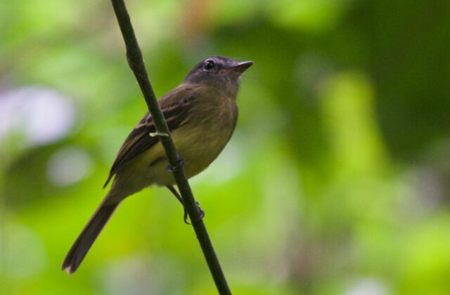 Black-billed Flycatcher
