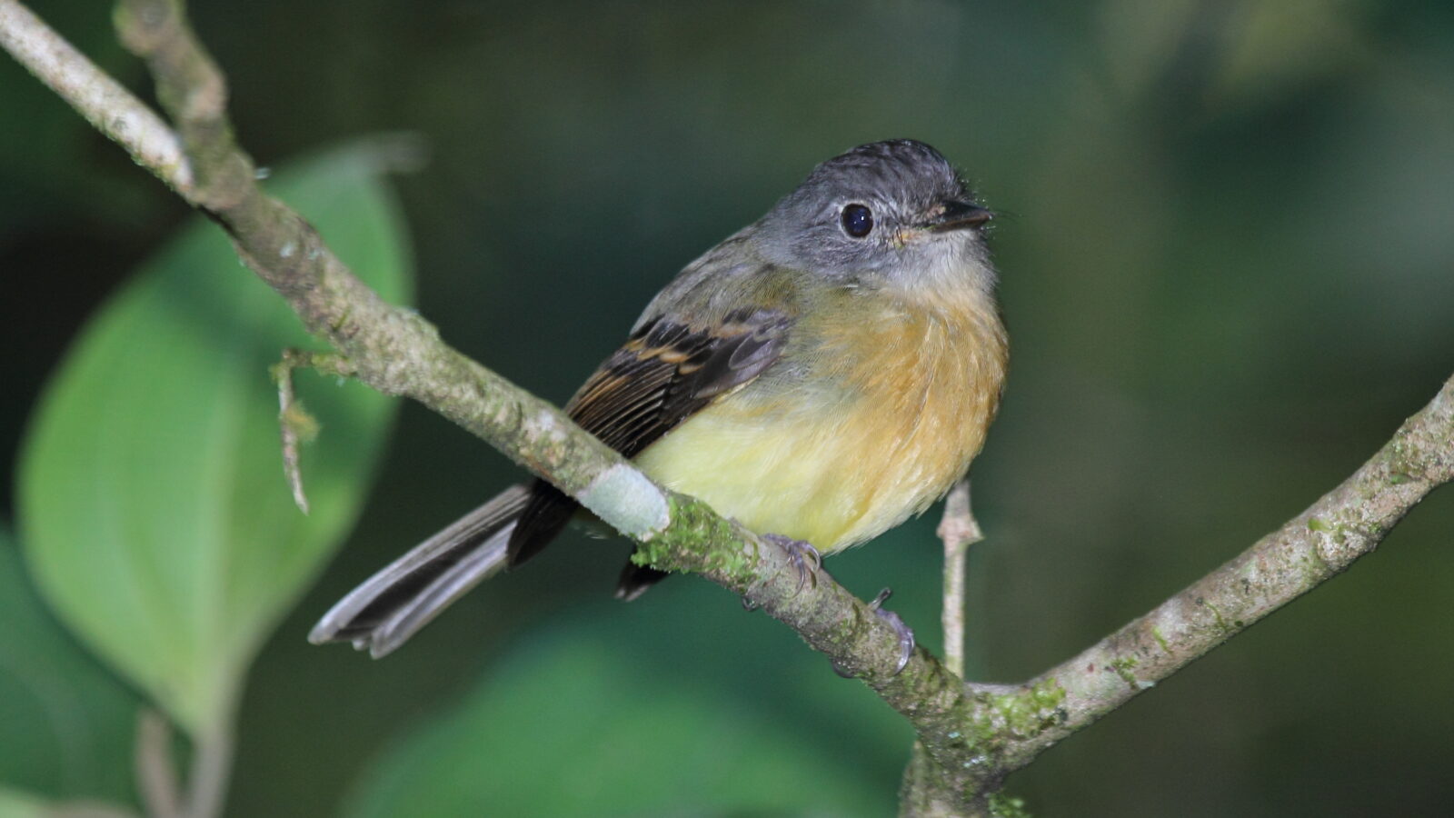 Tawny-chested Flycatcher