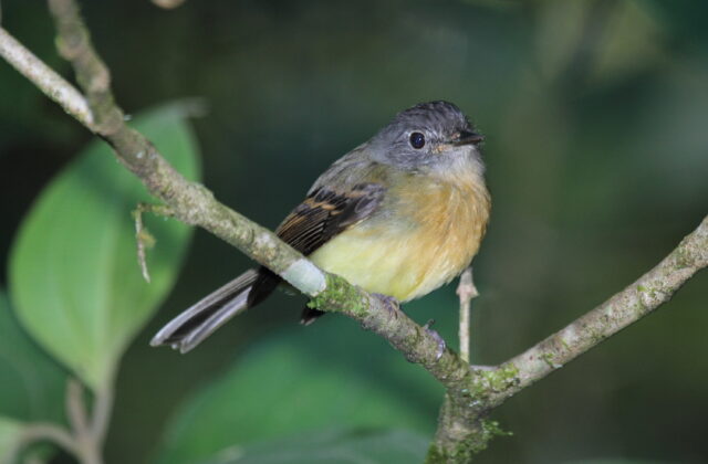 Tawny-chested Flycatcher