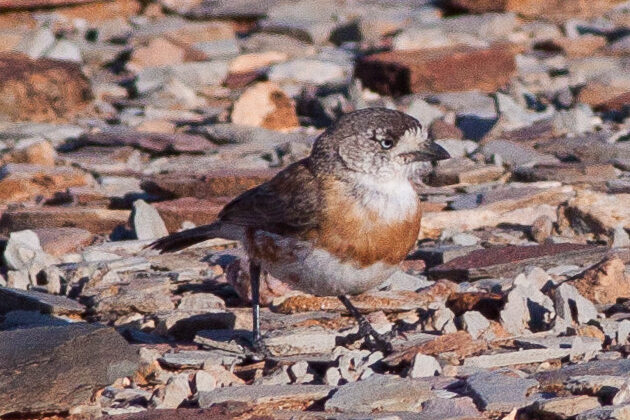 Chestnut-breasted Whiteface