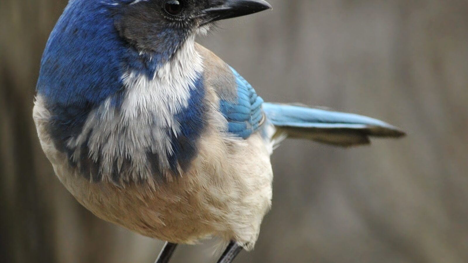 California Scrub Jay
