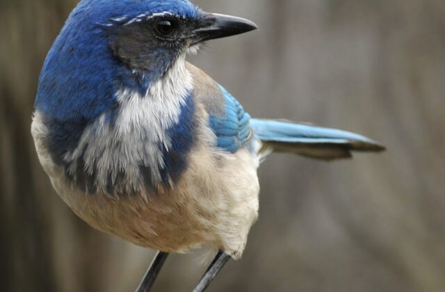 California Scrub Jay