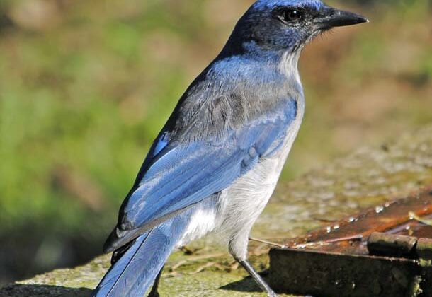 Transvolcanic Jay