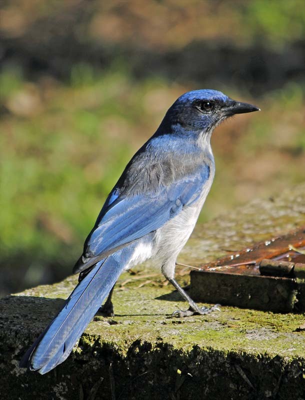 Transvolcanic Jay