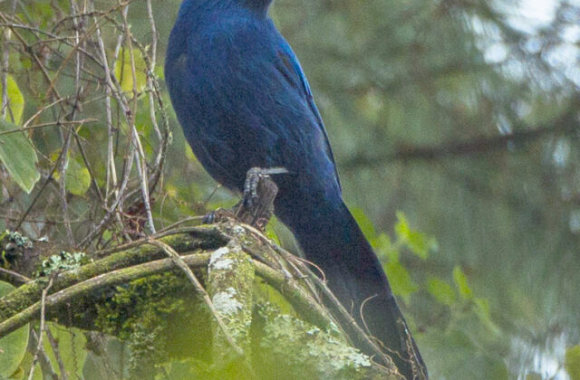 Unicolored Jay