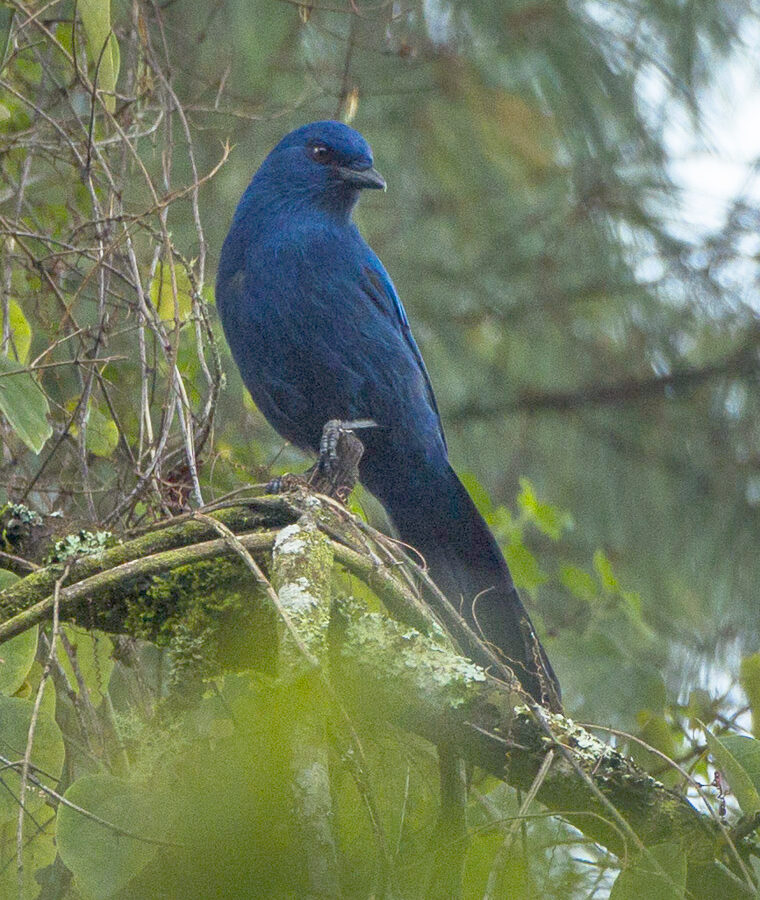 Unicolored Jay