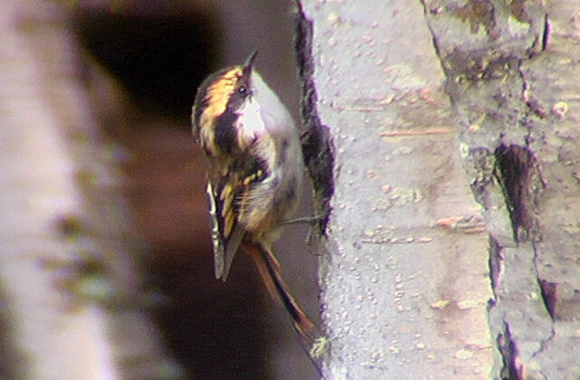 Thorn-tailed Rayadito