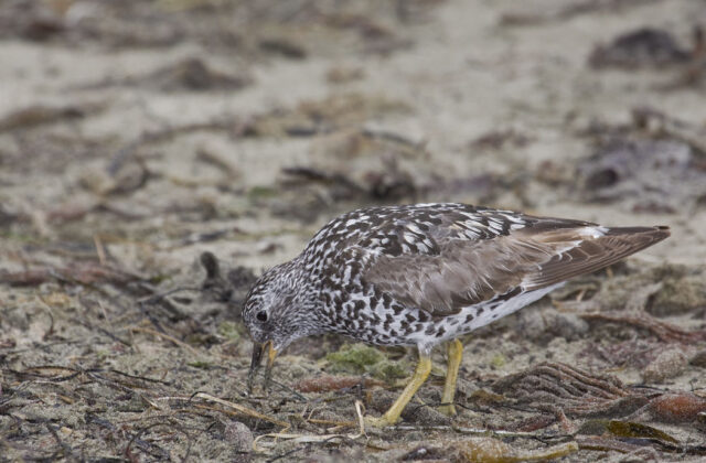 Surfbird