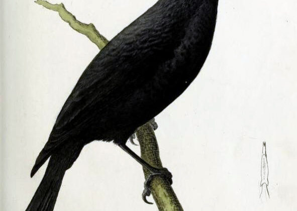 Kosrae Starling