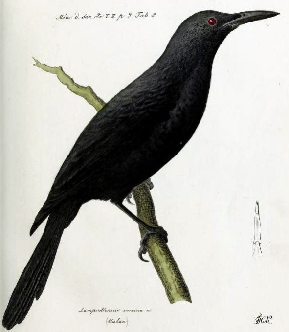 Kosrae Starling