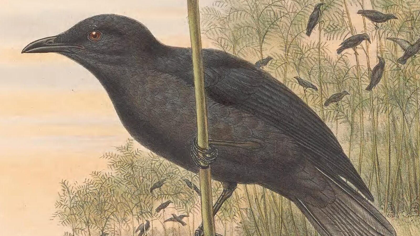 Atoll Starling