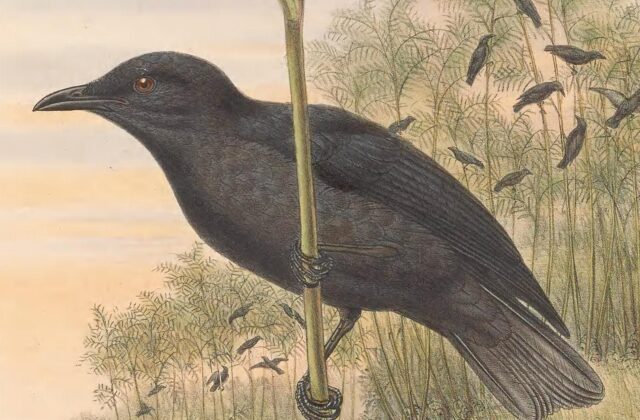 Atoll Starling