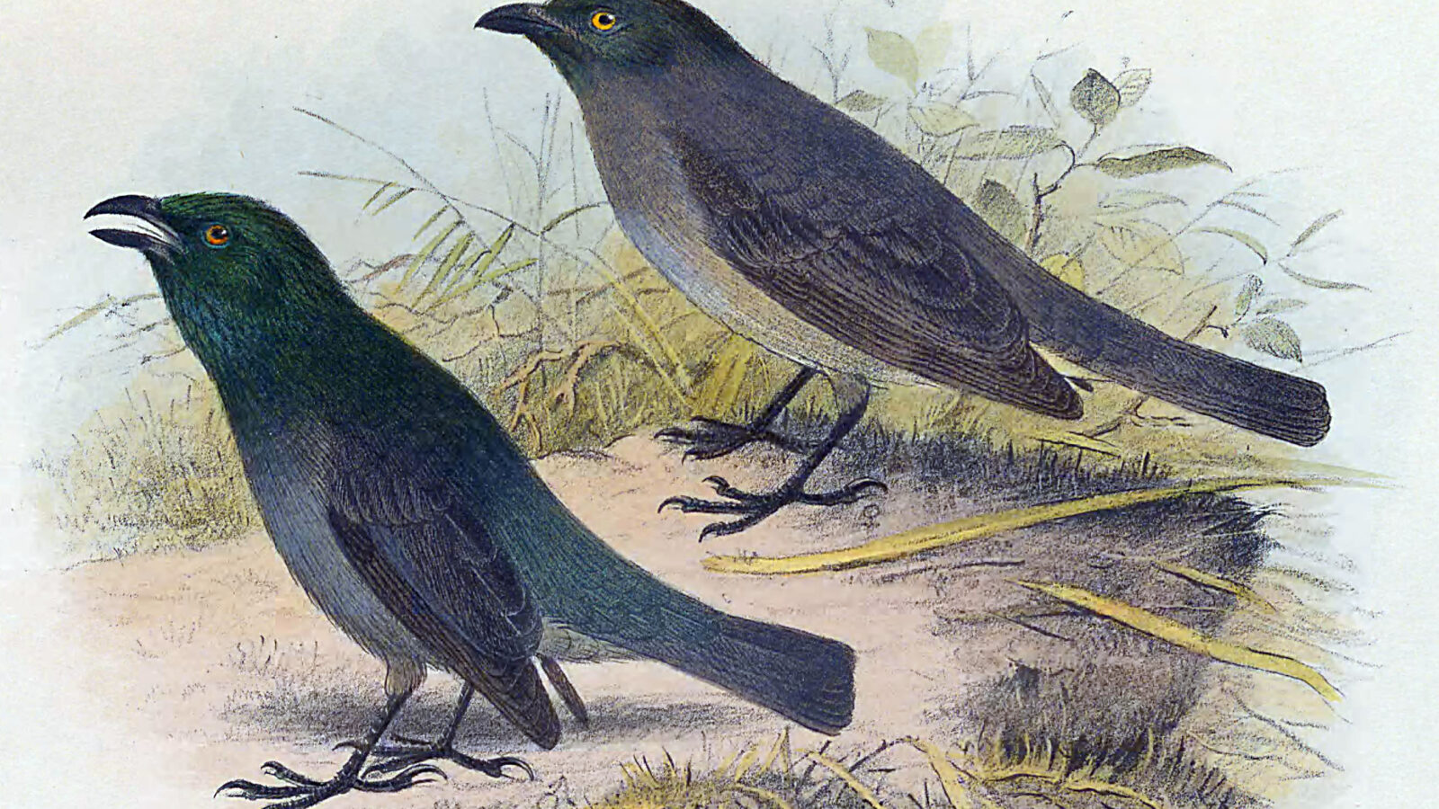 Tasman Starling