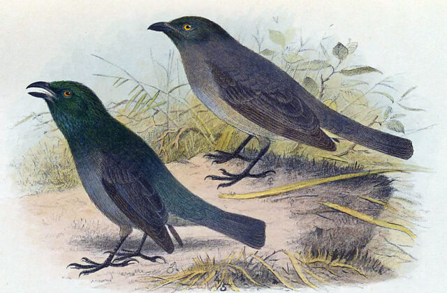Tasman Starling