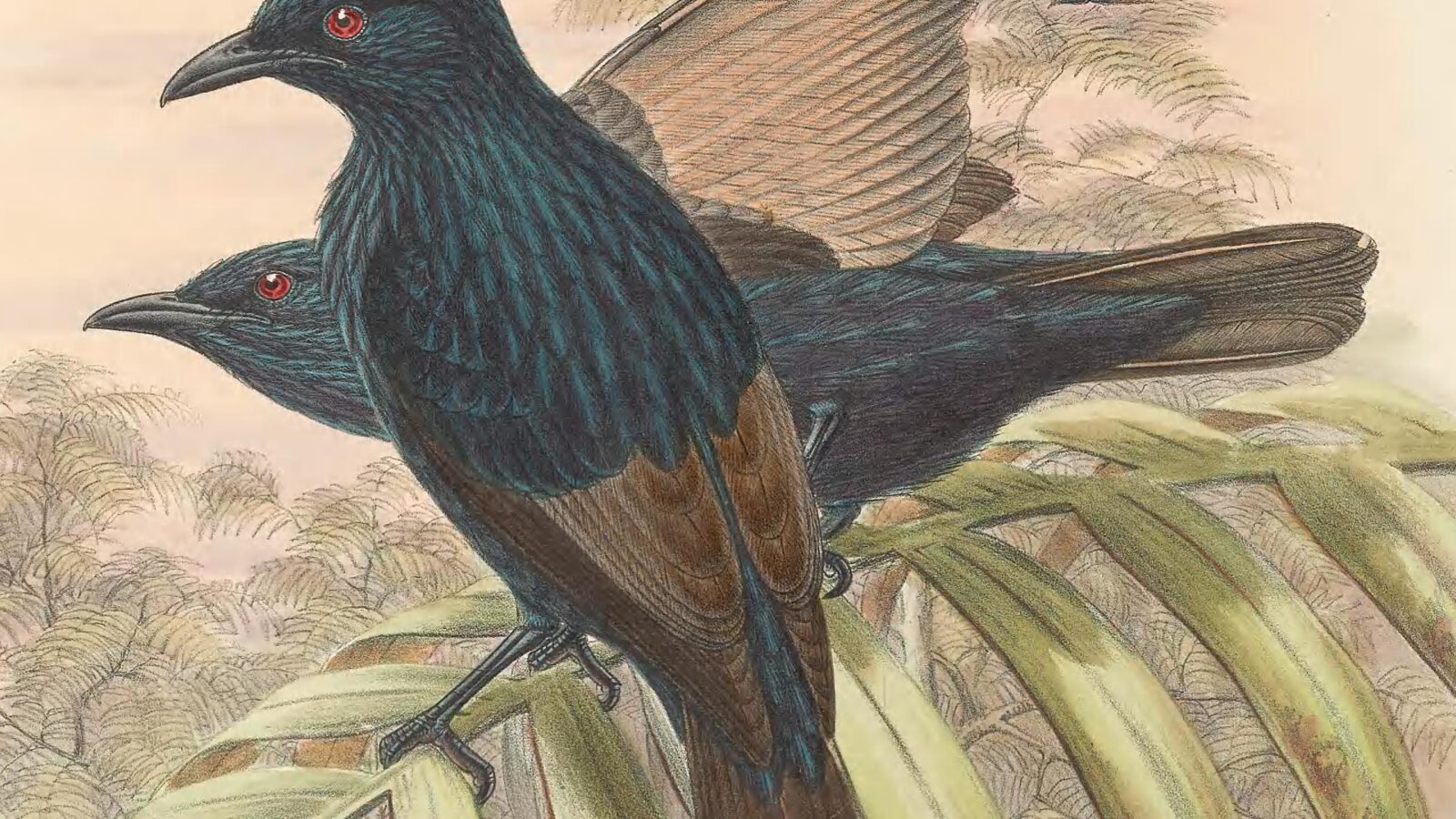 Brown-winged Starling