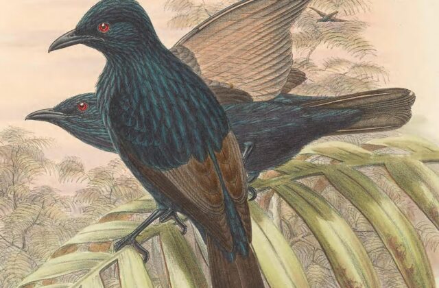 Brown-winged Starling