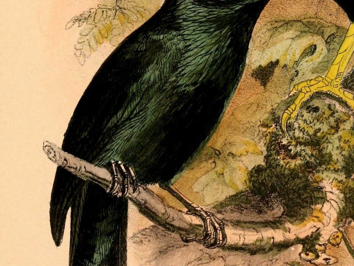 Moluccan Starling