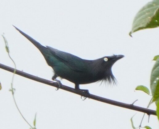 Yellow-eyed Starling