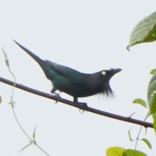 Yellow-eyed Starling