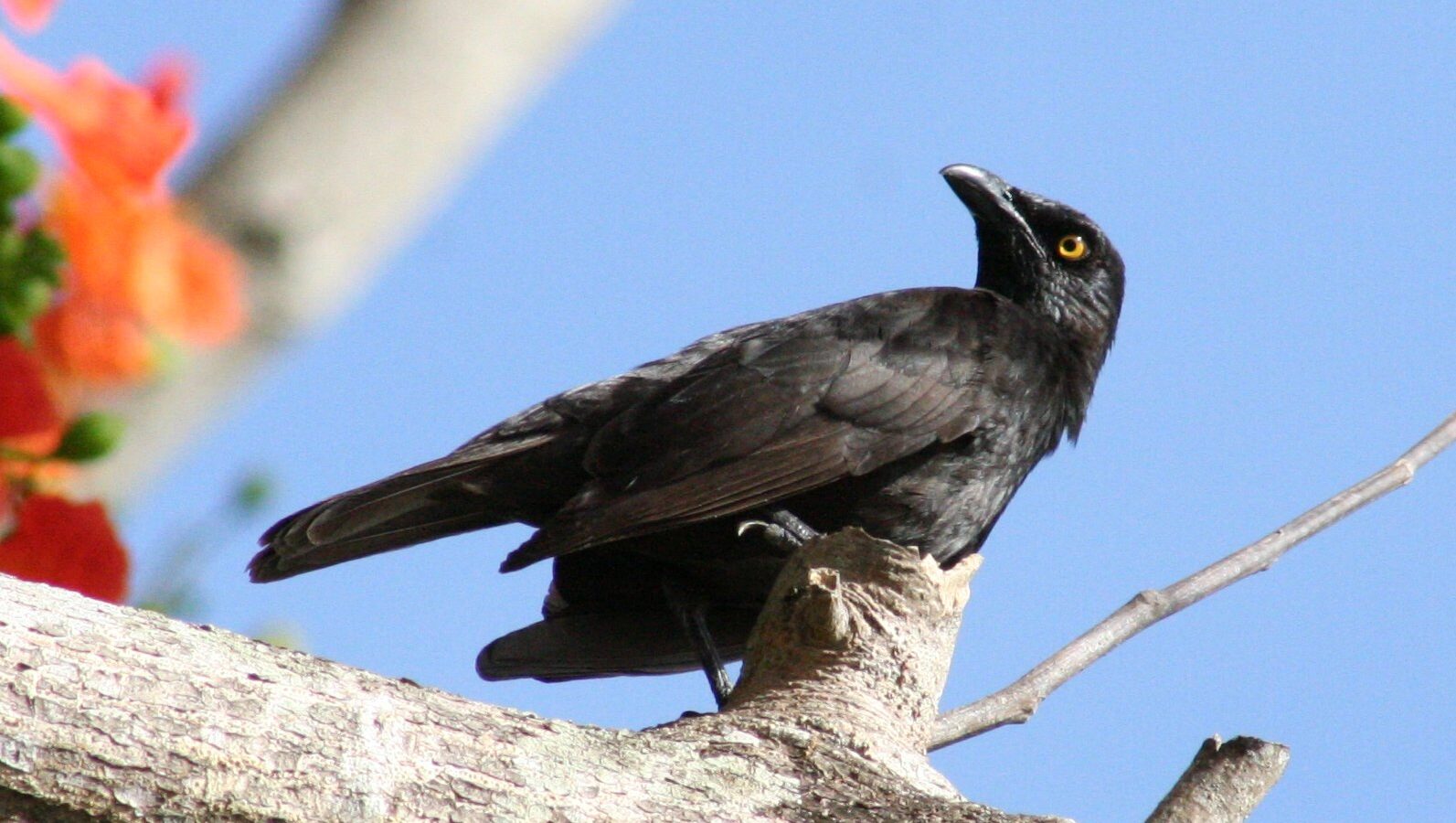 Micronesian Starling