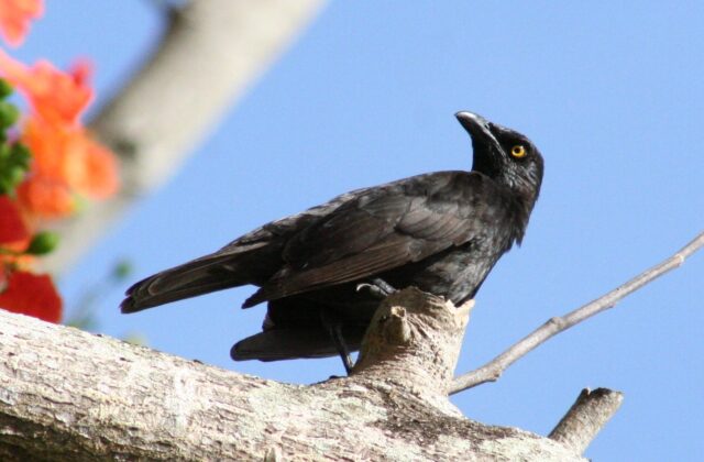 Micronesian Starling