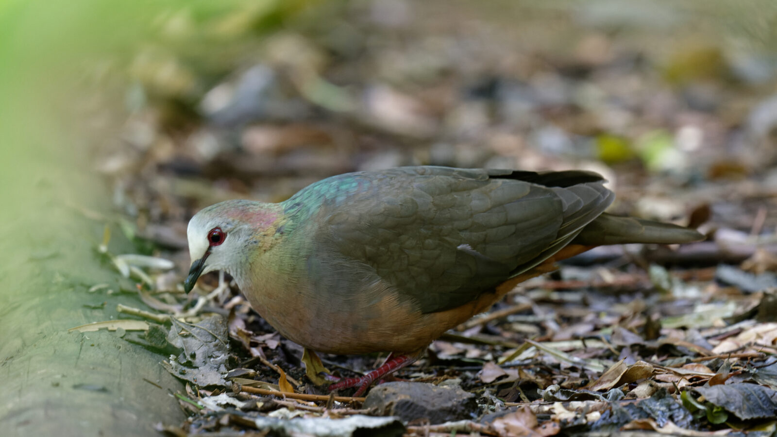 Lemon Dove