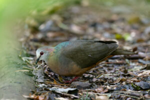 Lemon Dove