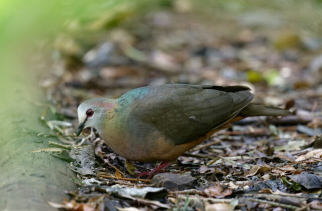 Lemon Dove