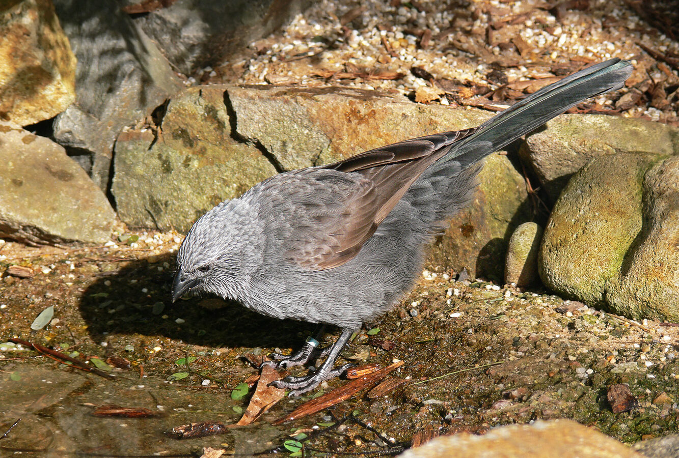 Apostlebird