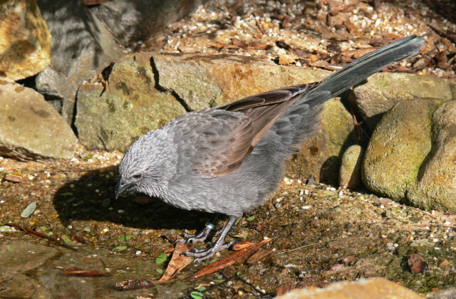 Apostlebird