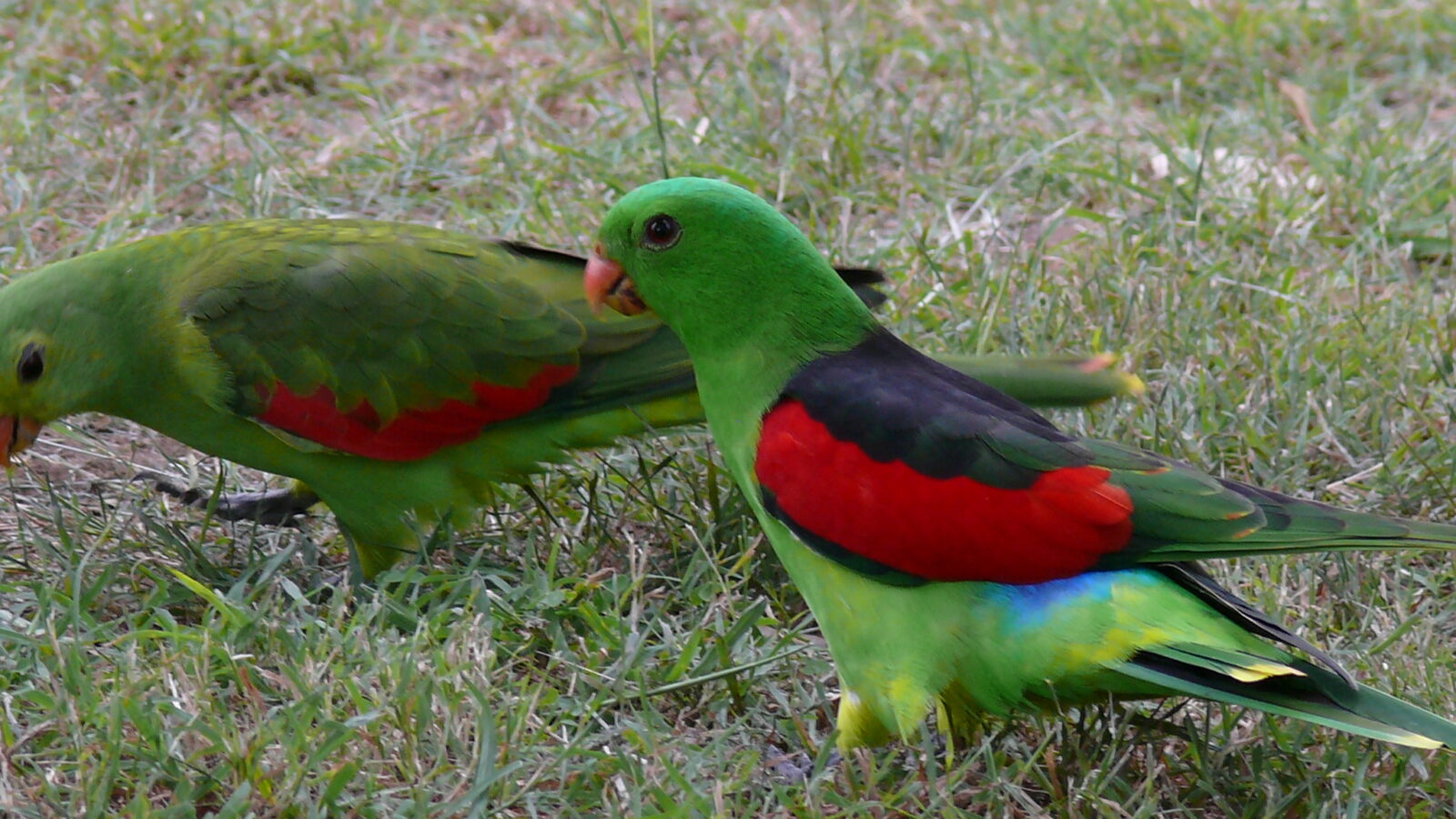 Red-winged Parrot