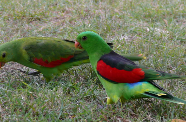 Red-winged Parrot