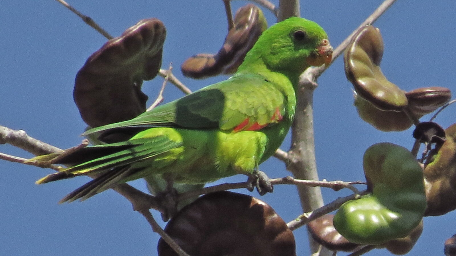 Jonquil Parrot