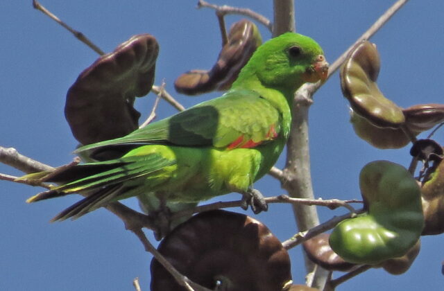 Jonquil Parrot