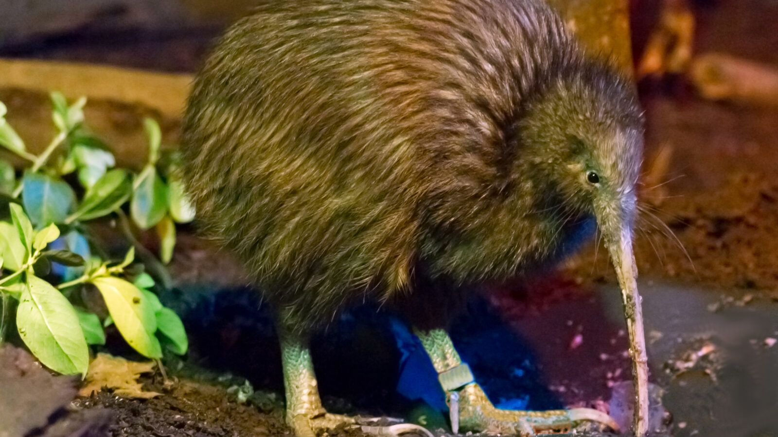 North Island Brown Kiwi